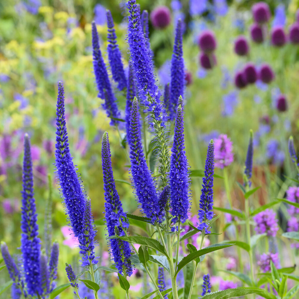 Veronica longifolia Marietta - Ehrenpreis ‘Marietta’ - Veronica