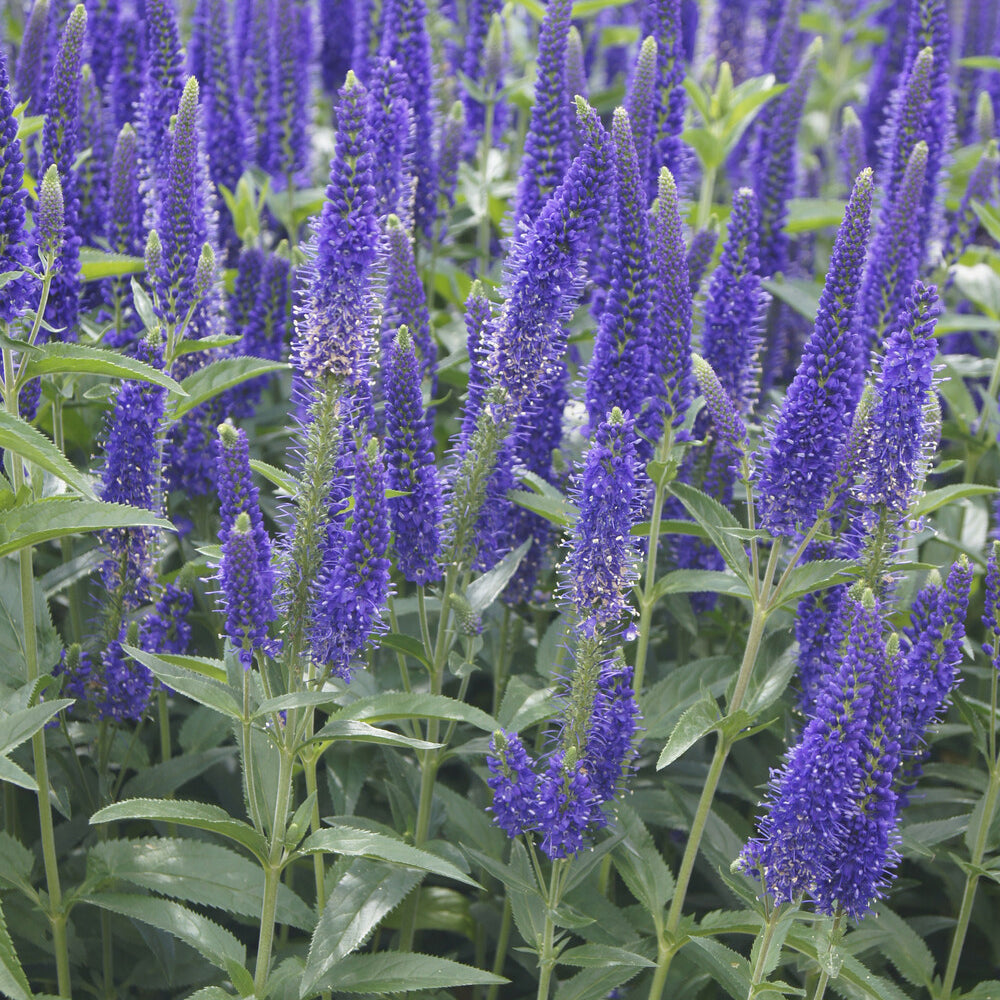 Veronica - Ehrenpreis ‘Marietta’ - Veronica longifolia Marietta