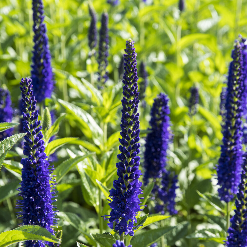 Ehrenpreis ‘Marietta’ - Veronica longifolia Marietta - Bakker