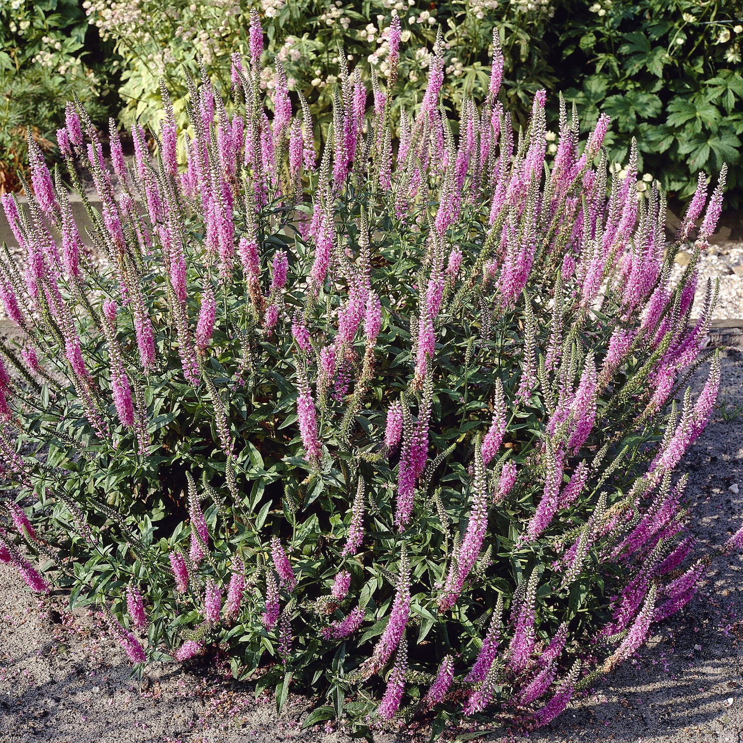 Veronica spicata Pink Damask - Langblättriger Ehrenpreis 'Pink Damask' - Veronica