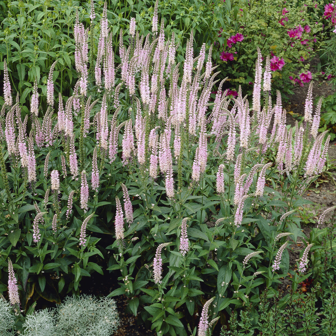 Langblättriger Ehrenpreis 'Pink Damask' - Veronica spicata Pink Damask - Bakker