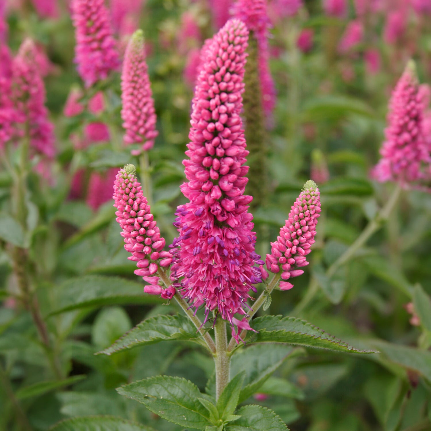Veronika in Ähren Rotfuchs - Veronica spicata rotfuchs - Bakker