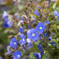 Veronica - Kriechende Veronika Georgia Blue - Veronica umbrosa Georgia Blue