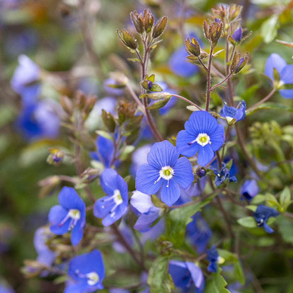 Veronica - Kriechende Veronika Georgia Blue - Veronica umbrosa Georgia Blue