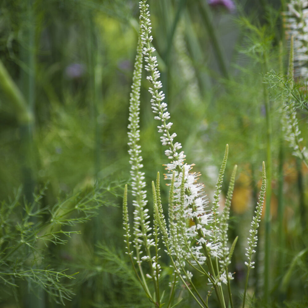 Weiße Virginia-Veronika - Veronicastrum virginicum Album - Bakker