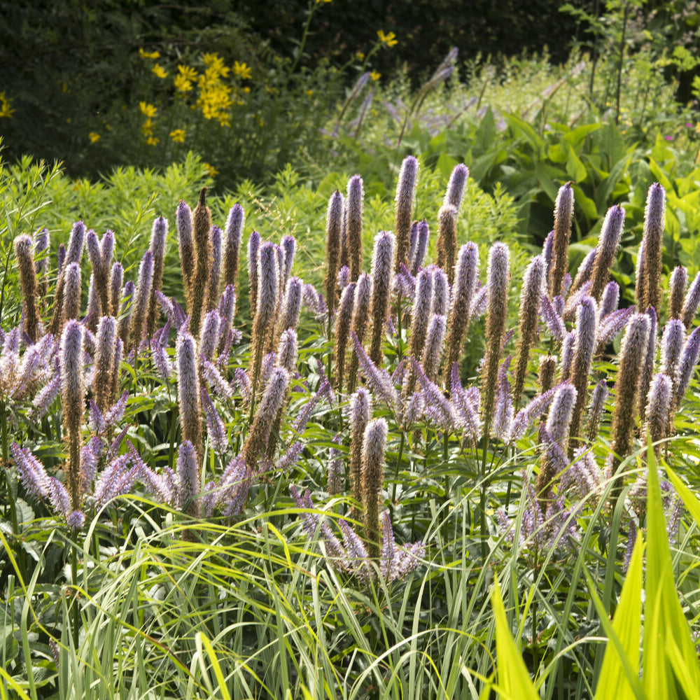 Kandelaber-Ehrenpreis Red Arrows - Veronicastrum virginicum Red Arrows - Bakker