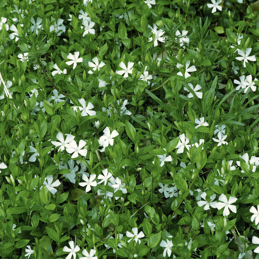 Kleines Immergrün 'Gertrude Jekyll' - Vinca minor Gertrude Jekyll - Bakker