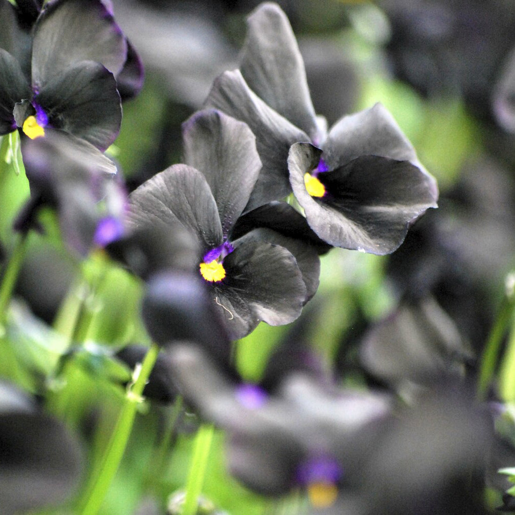 Viola cornuta Molly Sanderson - Hornveilchen 'Molly Sanderson' - Stauden