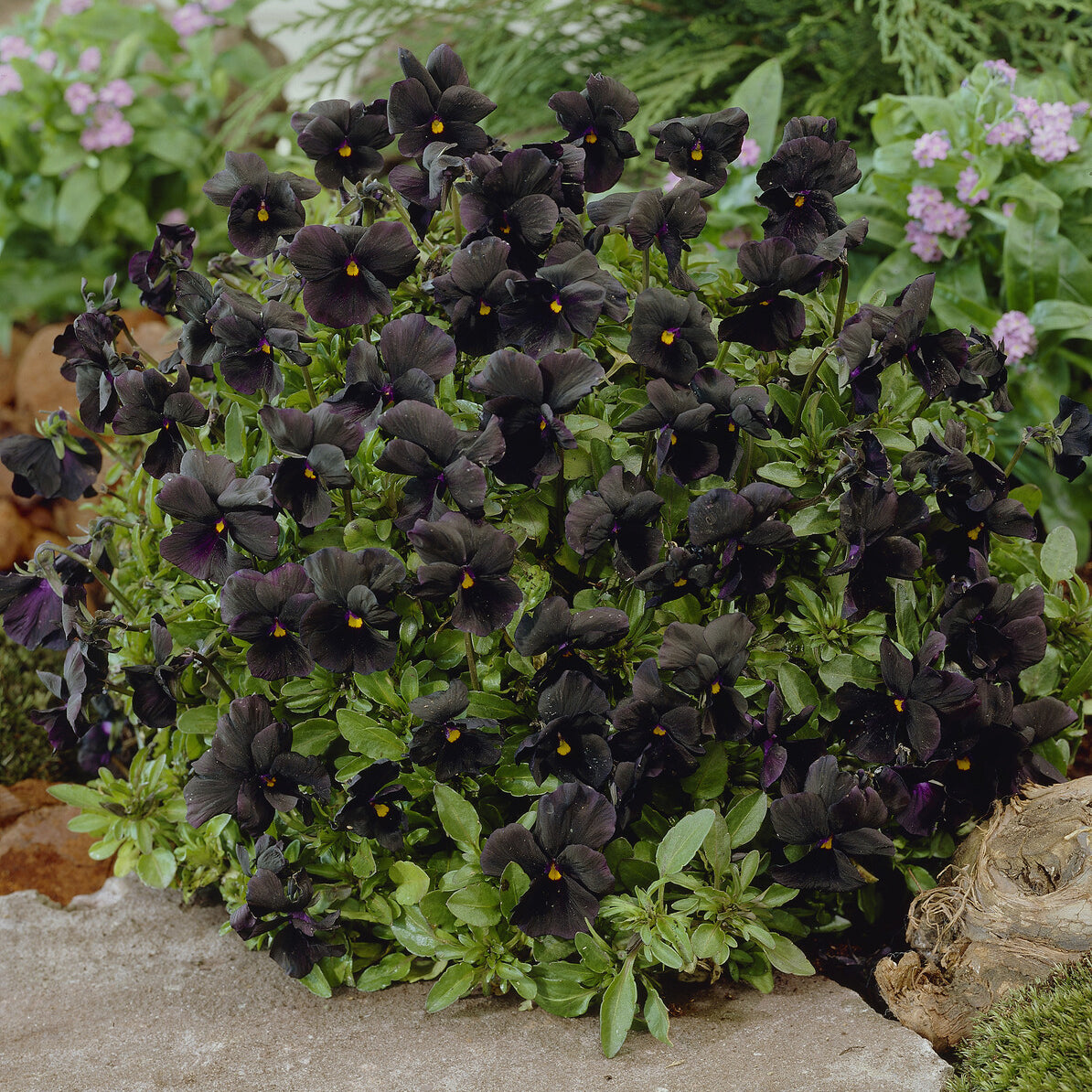 Hornveilchen 'Molly Sanderson' - Viola cornuta Molly Sanderson - Bakker