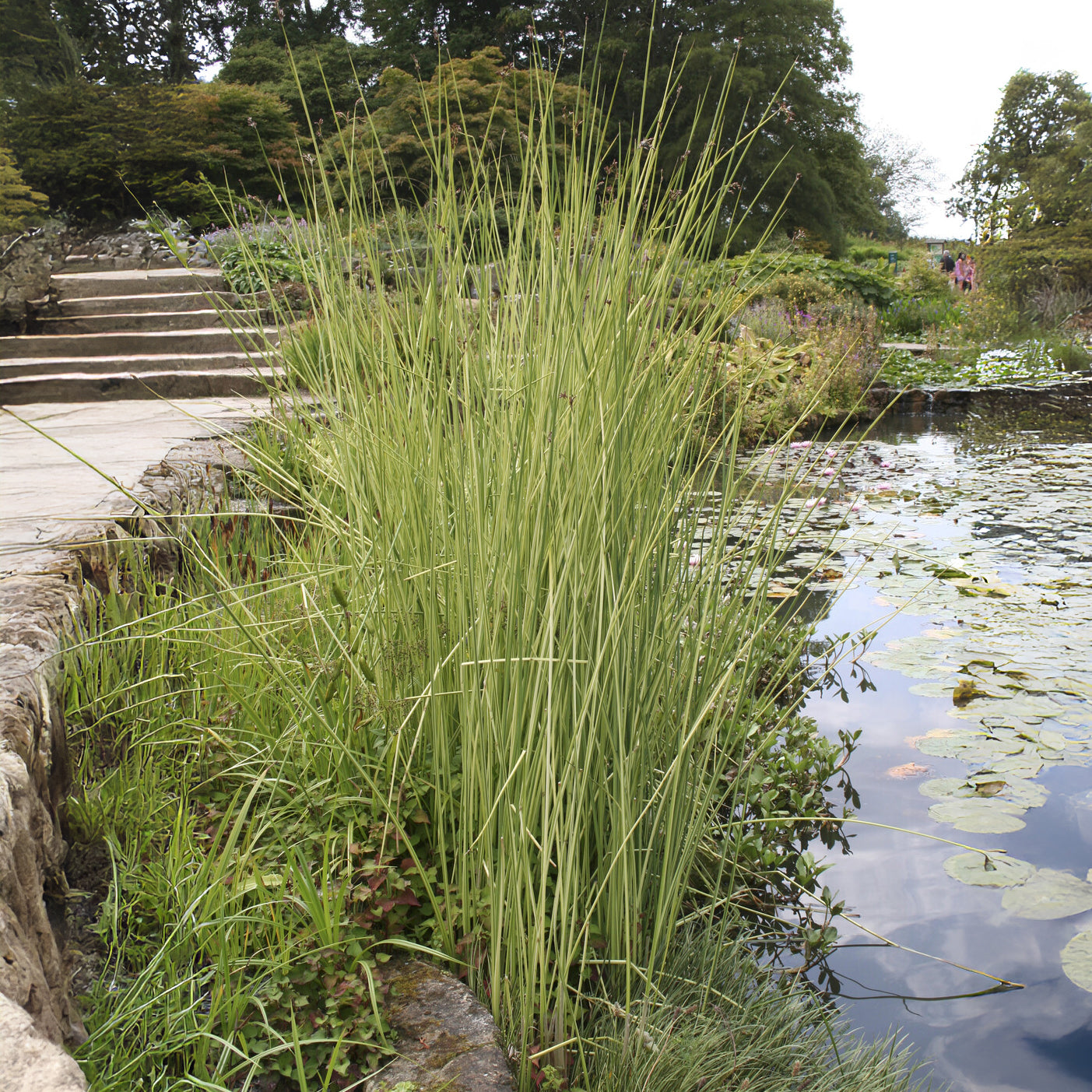 Chaisier-Binse Albescens - Bakker