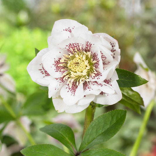 Lenzrose ‘Double Ellen White Spotted’ (x2) - Bakker