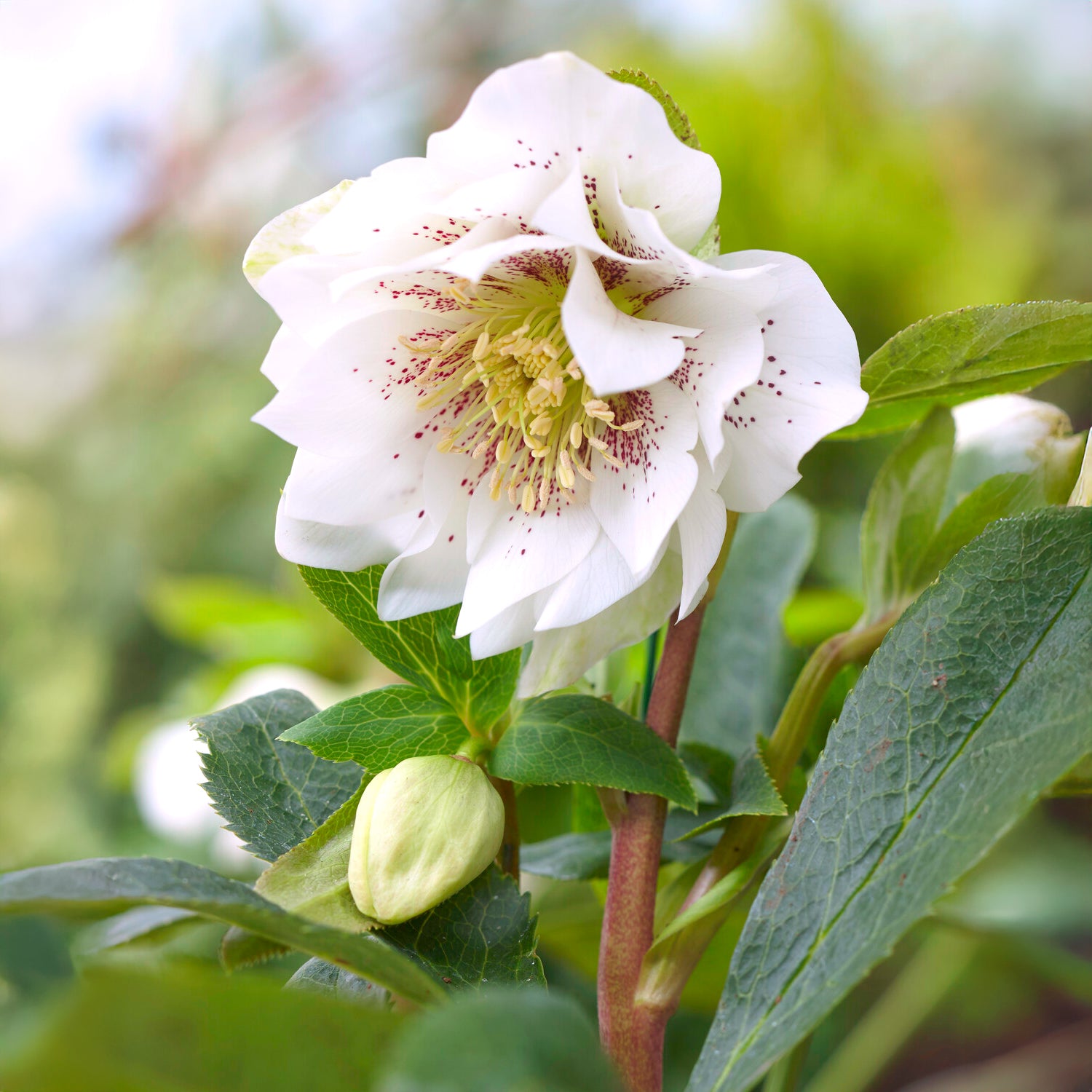 Helleborus orientalis Double Ellen White Spotted - Lenzrose ‘Double Ellen White Spotted’ (x2) - Christrose - Helleborus