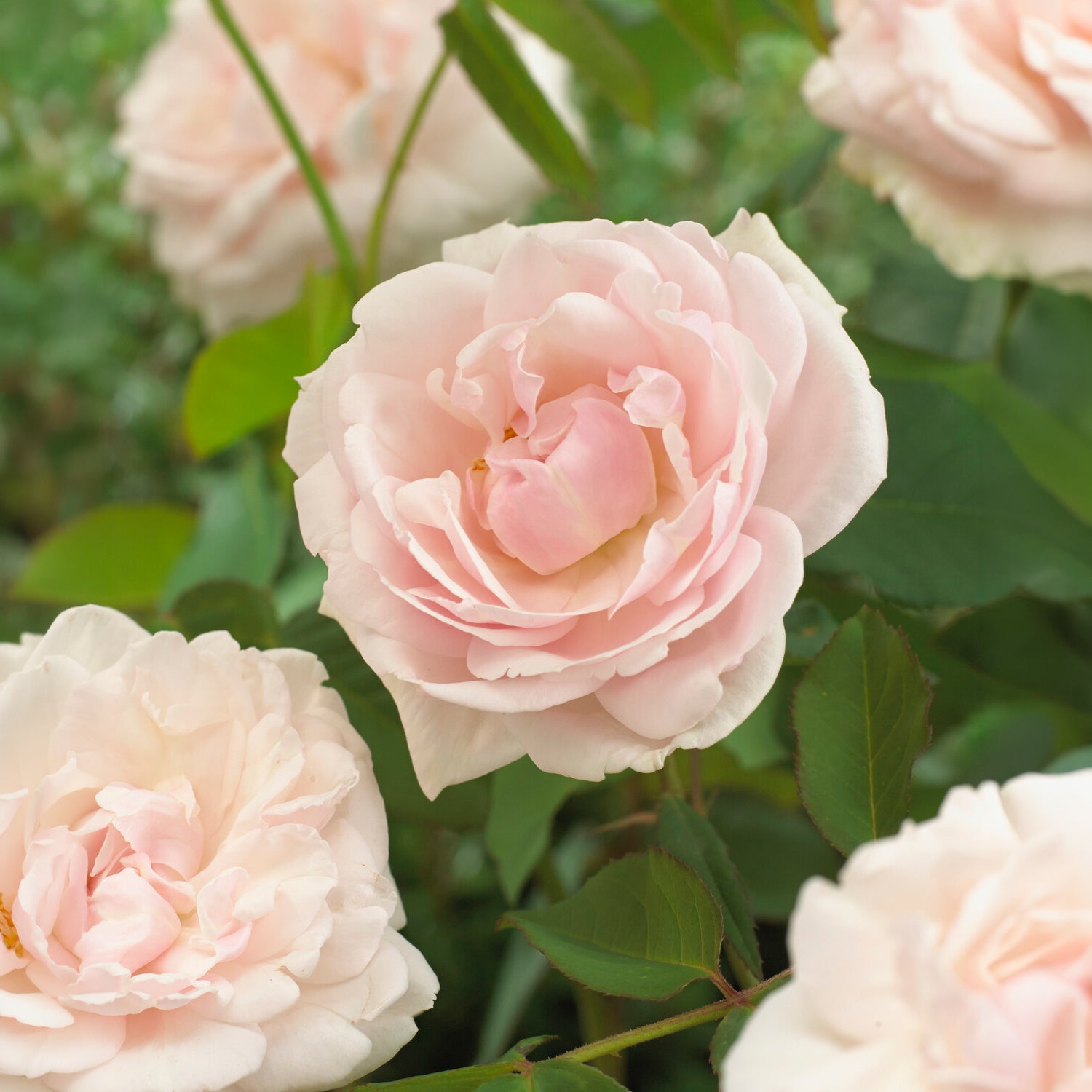 Kletterrosen - Kletterrose Madame Alfred Carrière - Rosa grimpant mme alfred carrière