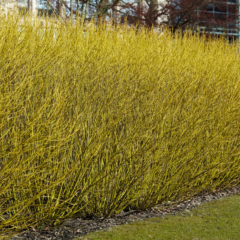 Gelbholzhartriegel Flaviramea - Cornus sericea flaviramea - Bakker