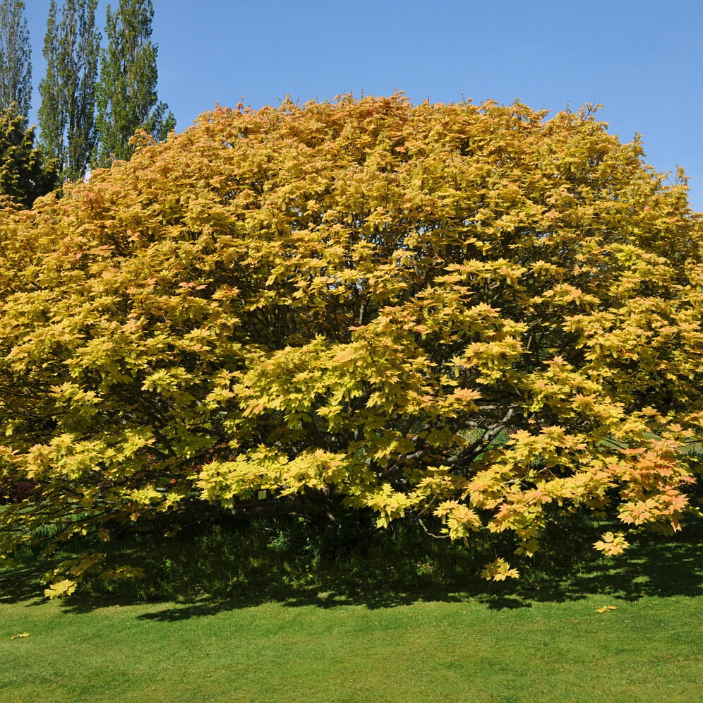 Berg-Ahorn ‘Brilliantissimum’ - Acer pseudoplatanus 'brilliantissimum' - Bakker