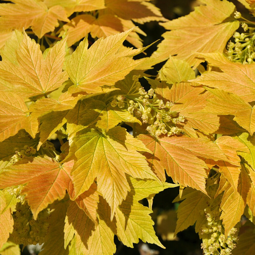 Berg-Ahorn ‘Brilliantissimum’ - Bakker