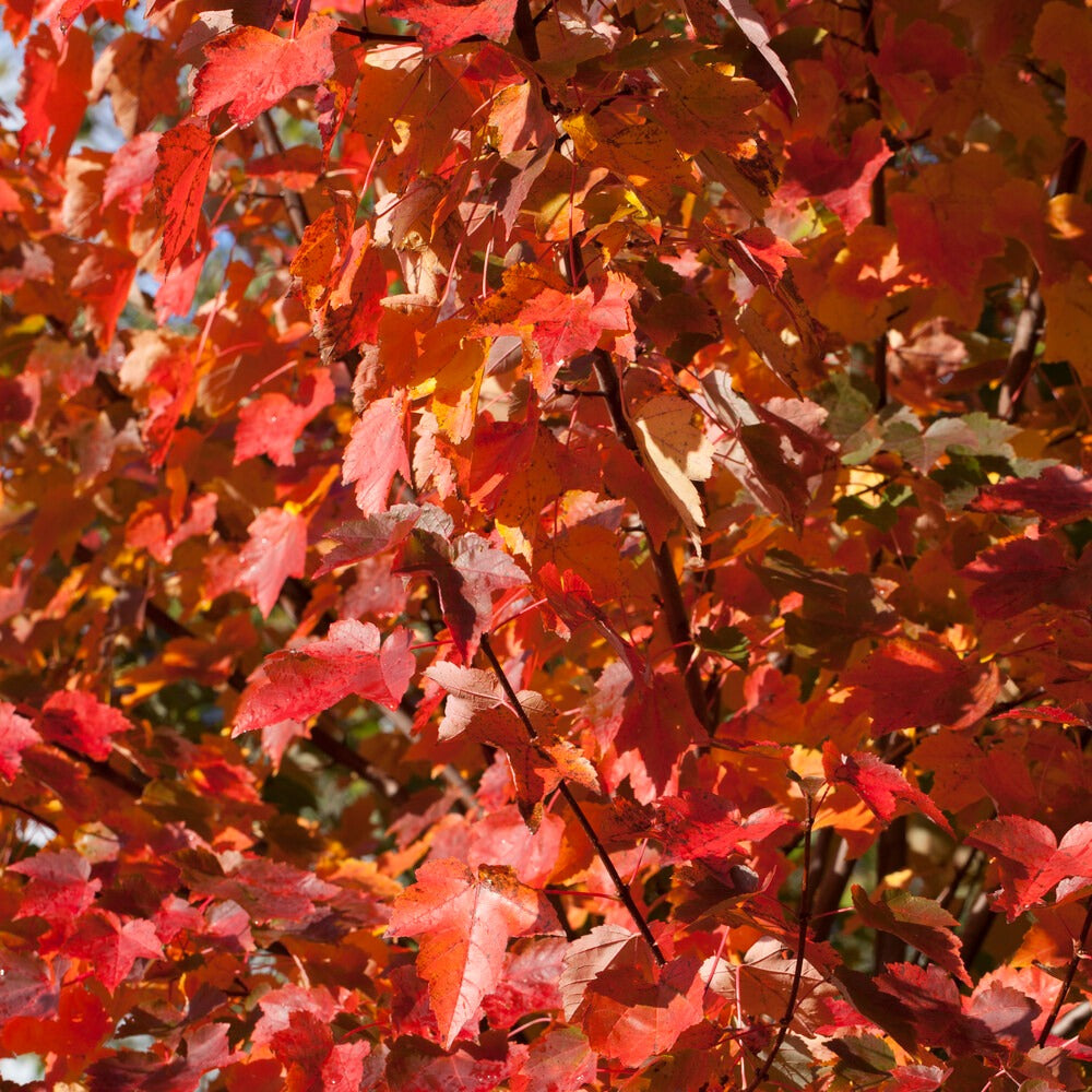 Roter Ahorn ‘Sun Valley’ - Acer rubrum 'sun valley' - Bakker