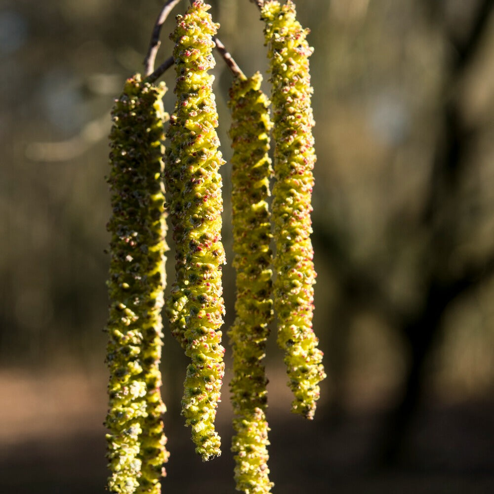 Alnus cordata - Herzblättrige Erle - Erle
