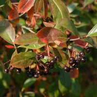 Schwarzfruchtige Apfelbeere Nero - Aronia prunifolia 'nero' - Bakker