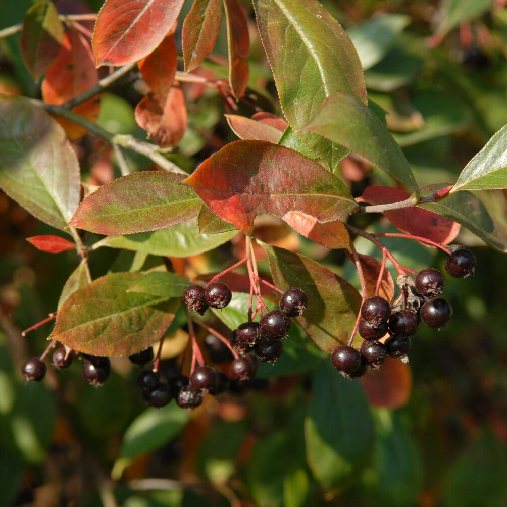 Schwarzfruchtige Apfelbeere Nero - Aronia prunifolia 'nero' - Bakker