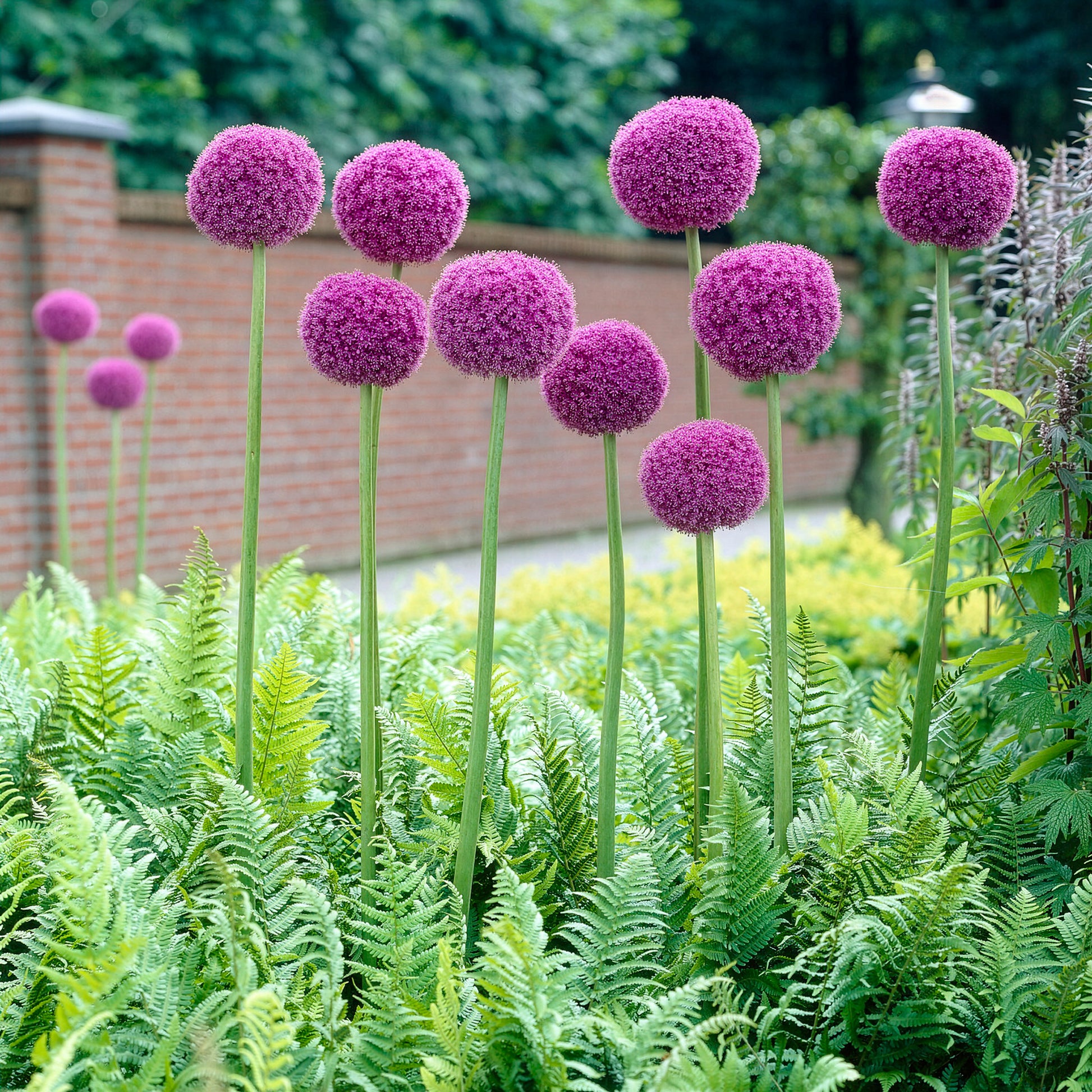Allium giganteum - Riesen-Lauch - Stauden