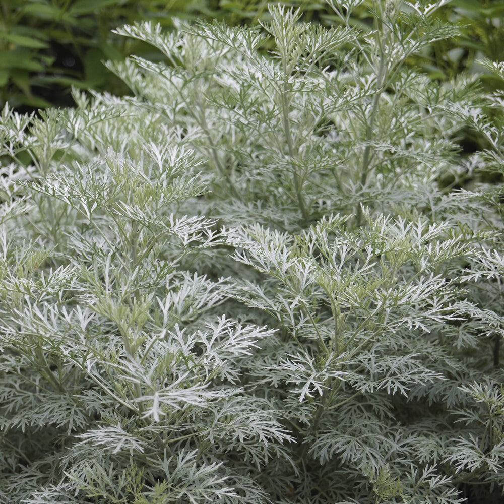 Artemisia arborescens Powis Castle - Halbstrauchiger Wermut Powis Castle - Beifuß