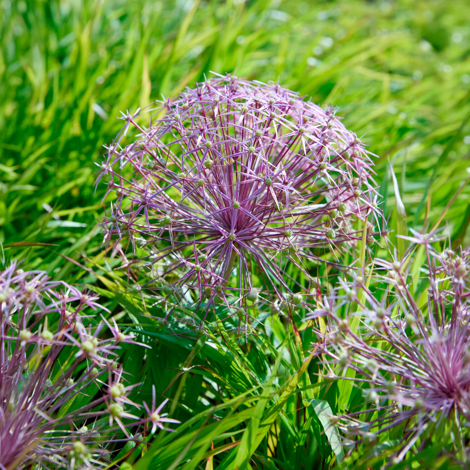 Allium Christophii (x10) - Allium christophii - Bakker