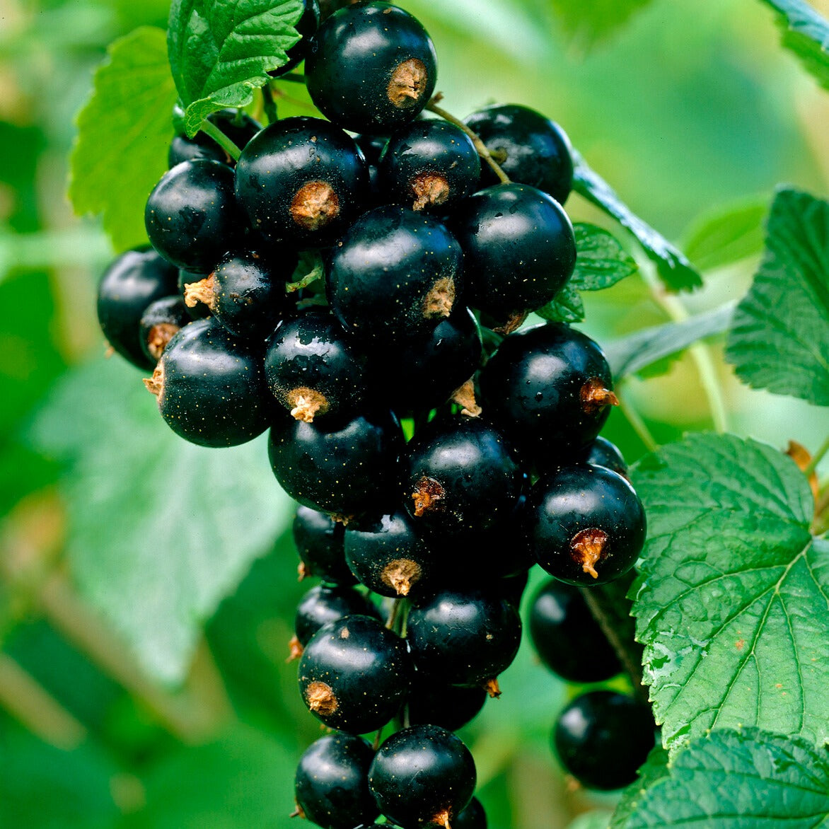 Schwarze Johannisbeere Titania - Ribes nigrum 'titania' - Bakker