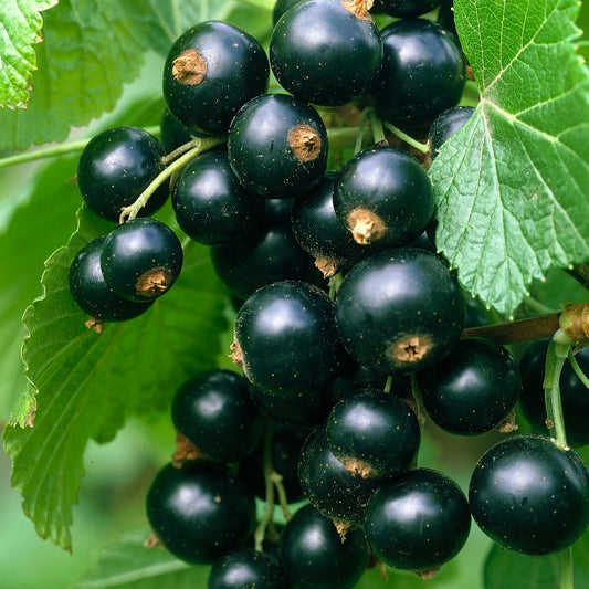 Schwarze Johannisbeere Titania - Bakker