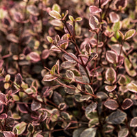 Lophomyrtus - Lophomyrtus x ralphii 'little star' - Bakker