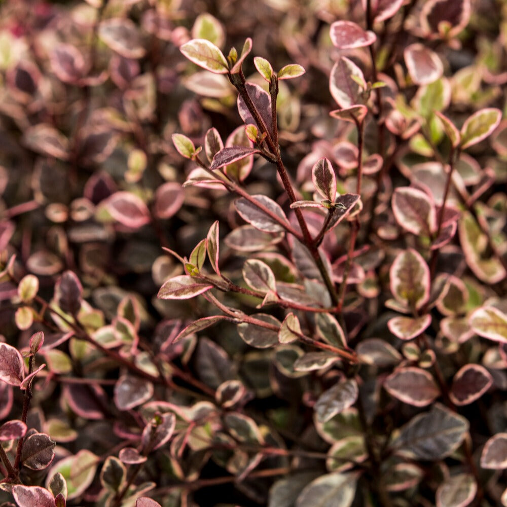 Lophomyrtus - Lophomyrtus x ralphii 'little star' - Bakker