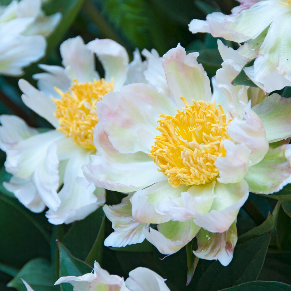 Pfingstrose Green Lotus - Paeonia lactiflora 'green lotus' - Bakker