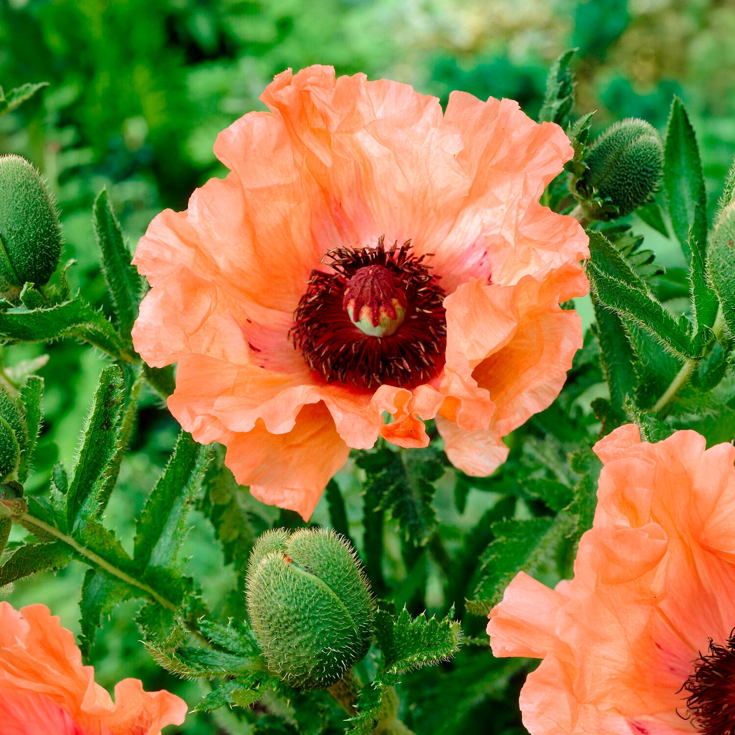 Orientalischer Mohn Effendi (x3) - Papaver orientale Effendi - Bakker