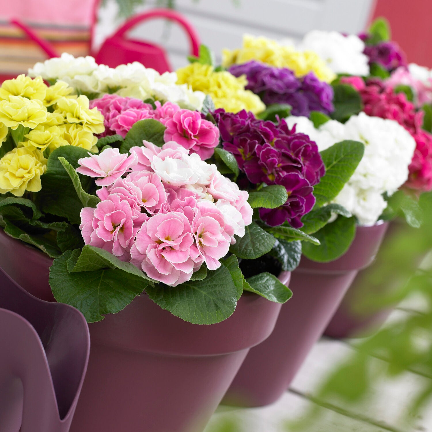 Doppelprimel in DoublePrincess-Mischung (x3) - Primula double princess - Bakker