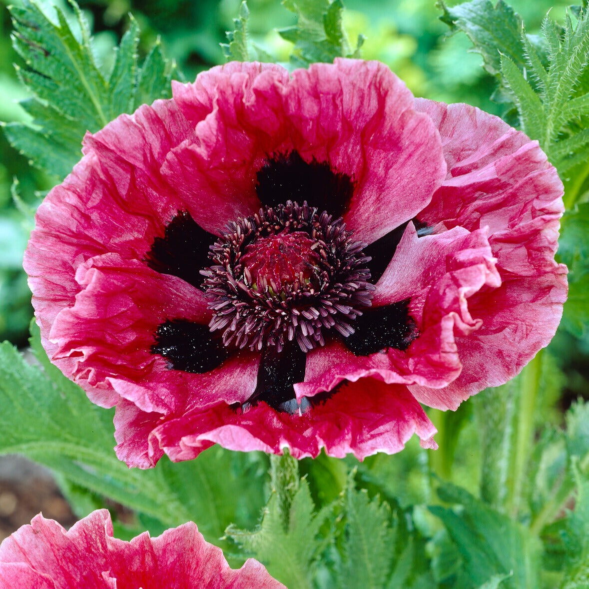 Orientalischer Mohn Manhattan (x3) - Papaver orientale Manhattan - Bakker