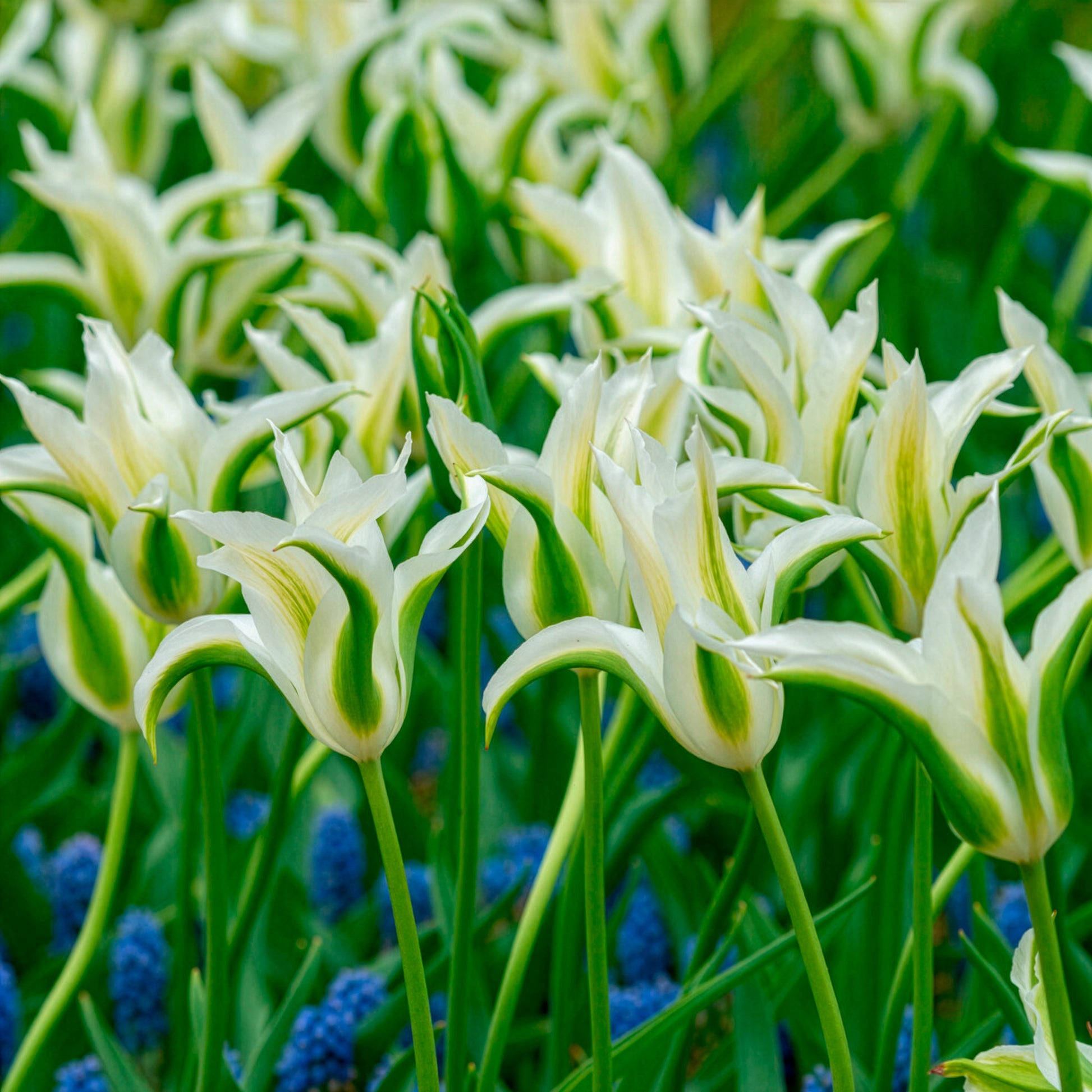 Verkauf Lilienblütige Tulpe 'Greenstar' (x10)