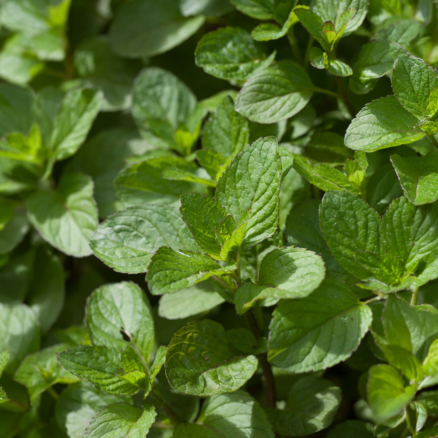 Poleiminze - Mentha pulegium - Bakker