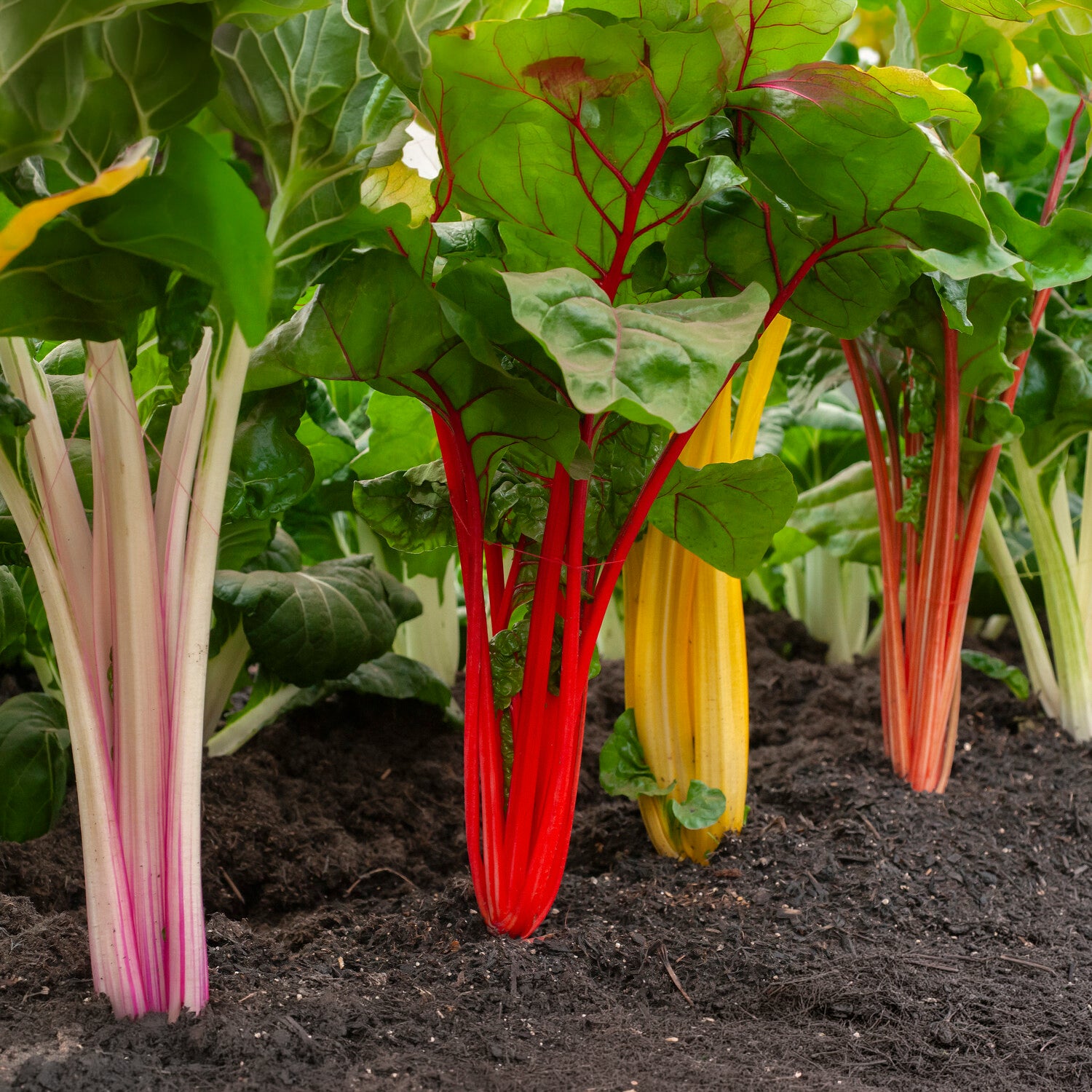 Mangold Mischung bunt - Beta vulgaris - Bakker