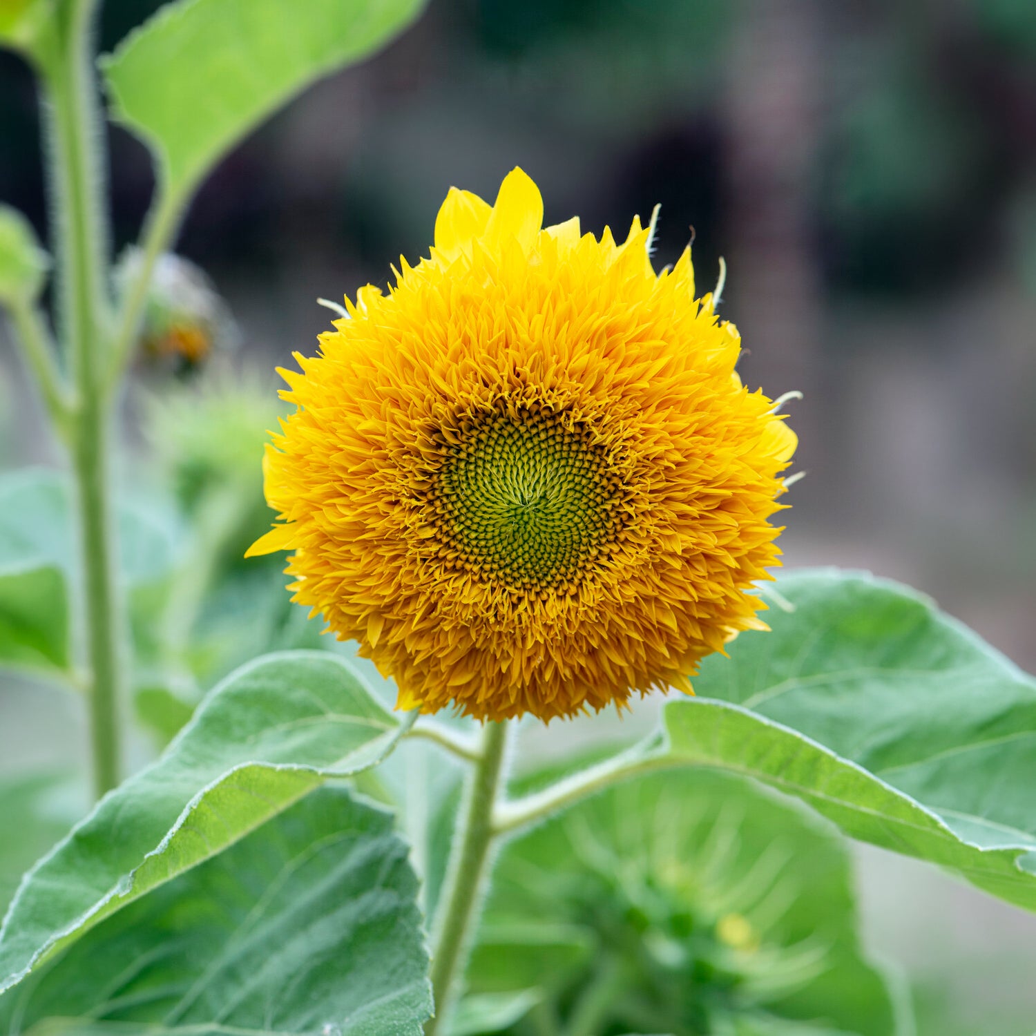 Samen für einjährige Blumen - Sonnenblume Teddy Bear - Helianthus annuus teddy bear