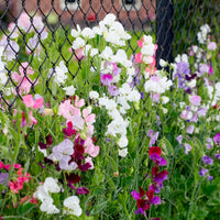 Duftwicken Mischung Bio - Lathyrus odoratus - Bakker