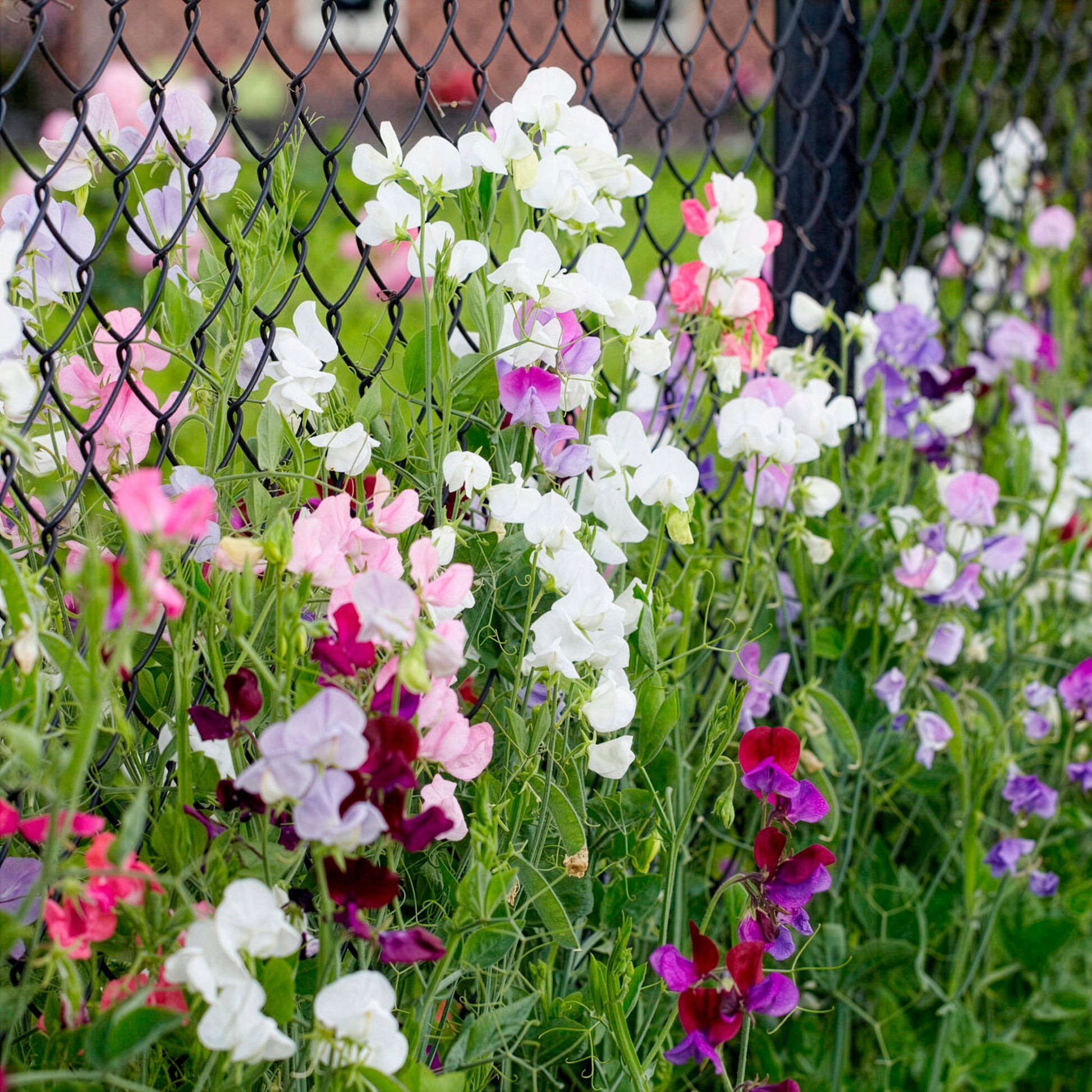 Duftwicken Mischung Bio - Lathyrus odoratus - Bakker