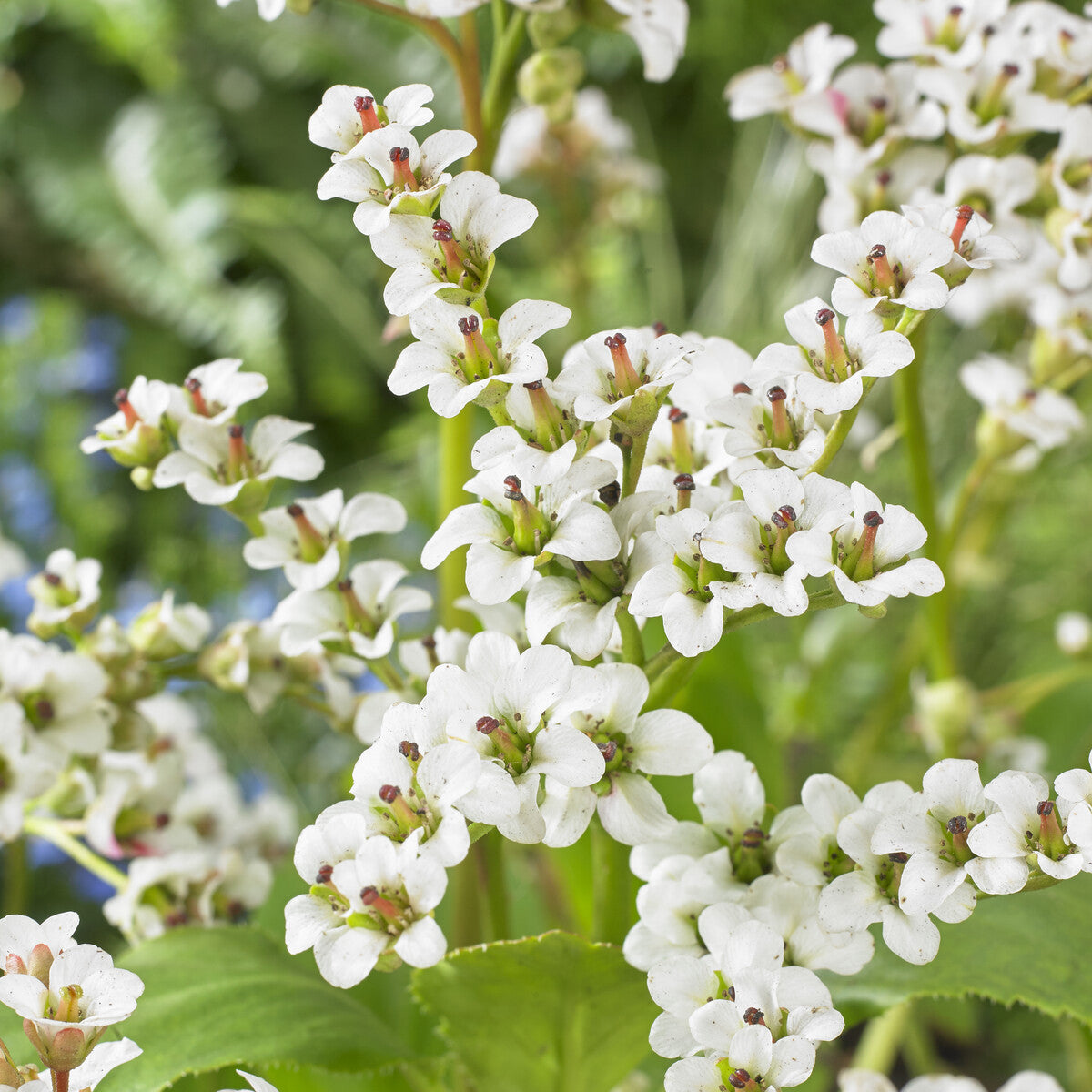 Bergenia Bressingham White - Bergenie ‘Bressingham White’ - Bergenie