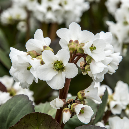 Bergenie ‘Bressingham White’ - Bakker
