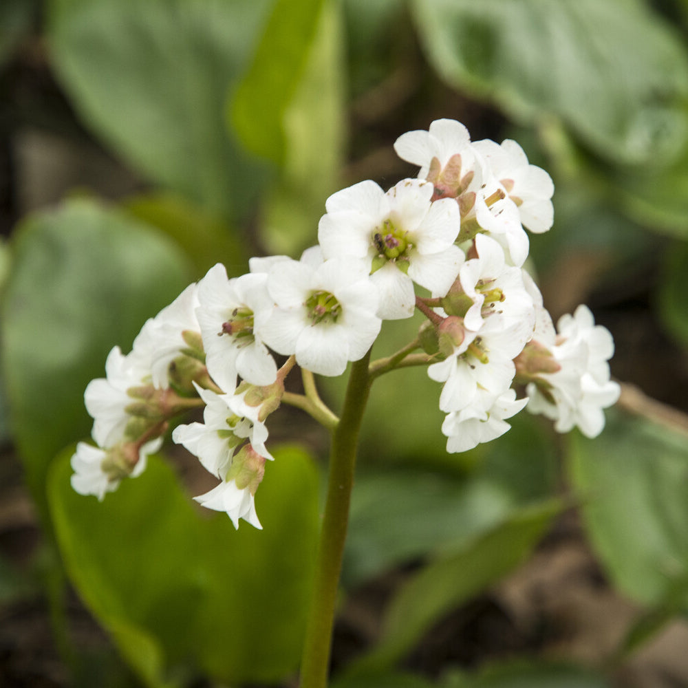 Bergenie ‘Bressingham White’ - Bergenia Bressingham White - Bakker