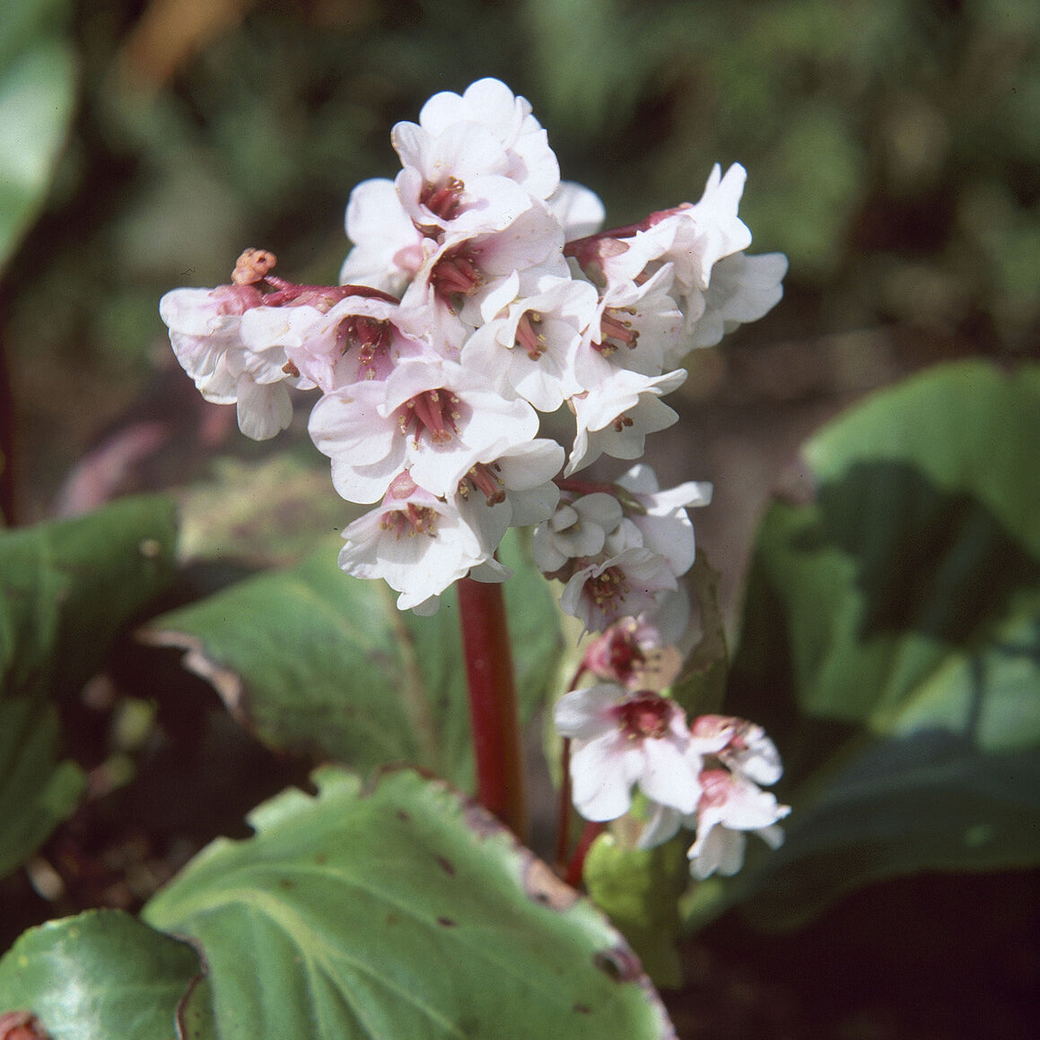 Bergenie - Bergenie ‘Silberlicht’ - Bergenia Silberlicht