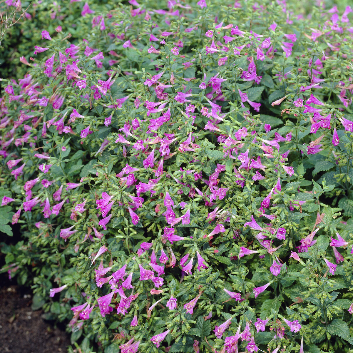 Calamintha grandiflora - Großblütige Bergminze - Bergminze
