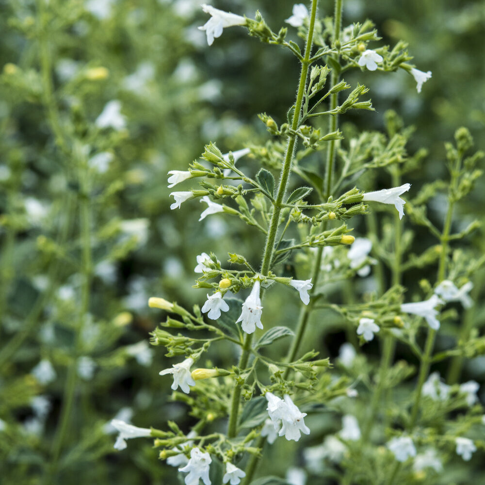 Kleiner Bergminze ‘White Cloud’ - Calamintha nepeta White Cloud - Bakker