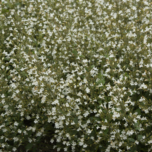 Kleiner Bergminze ‘White Cloud’ - Bakker
