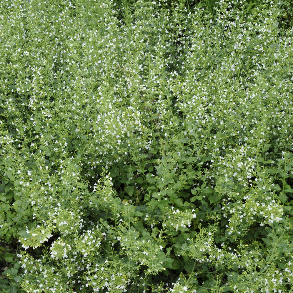 Calamintha nepeta White Cloud - Kleiner Bergminze ‘White Cloud’ - Bergminze