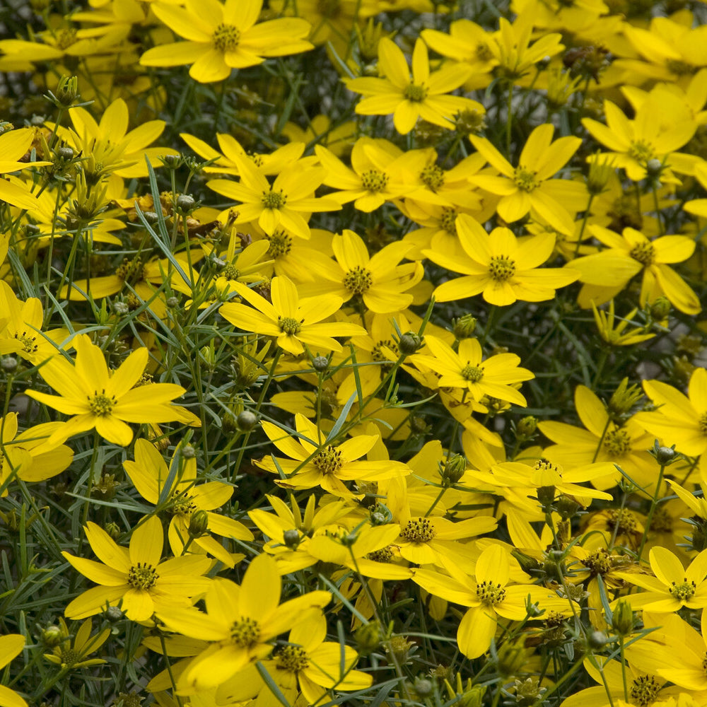Netzblatt Schönauge 'Zagreb' - Coreopsis verticillata Zagreb - Bakker